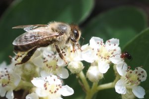 bee beauty