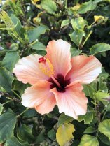 hibiscus
Lien vers: https://echosdelaterre.earth/?DansesdesFleursdeBach