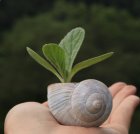 Main_escargot.jpg