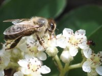 Pour changer le monde, pensez comme une abeille !