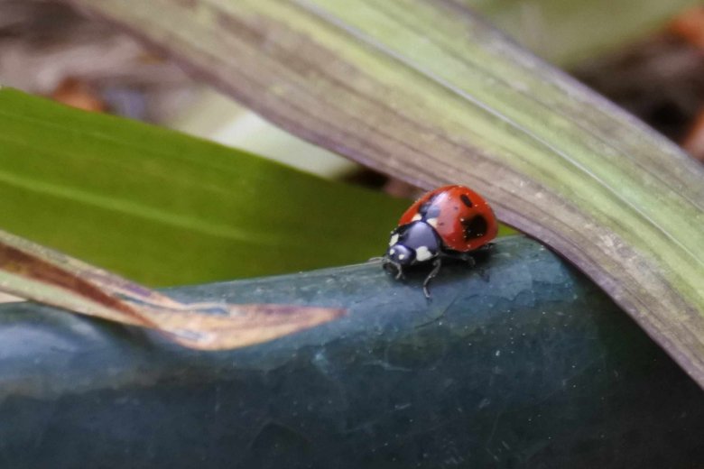 coccinelle