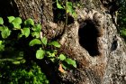 hollow1601243_640.jpg