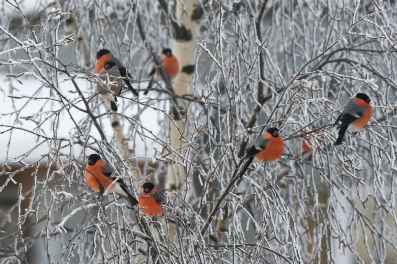 image robins.jpg (0.1MB)