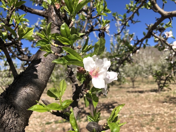 amandier fleur