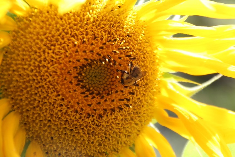 image Cinzia_CL_tournesol_Freepiks.jpg (0.1MB)
