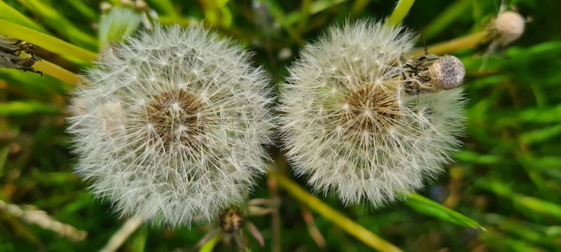 dendelion